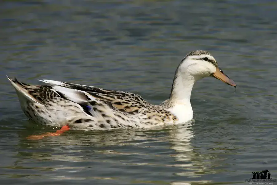 Marais Poitevin – canal ombragé par les frênes têtards